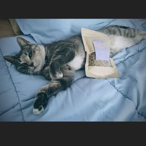 SLEEP - Witch's Sleepy Time Relaxation Herbal Tea Blend